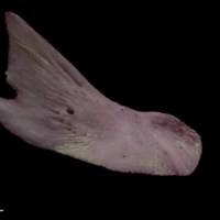 photo of Wels catfish subopercular medial view