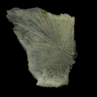 photo of Red gurnard for assessment medial view