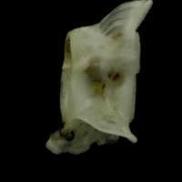 photo of Mediterranean moray caudal vertebra lateral view