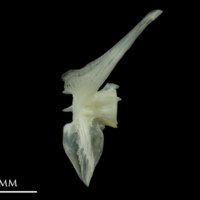 photo of Poor cod precaudal vertebra lateral view