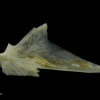 photo of Red gurnard articular medial view