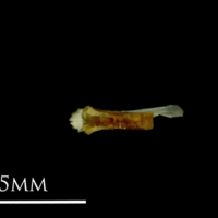 photo of Small sandeel for assessment ventral view