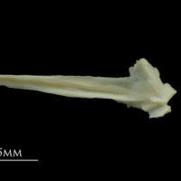 photo of Dragonet for assessment lateral view