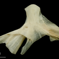 photo of Haddock hyomandibular lateral view