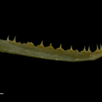 photo of Arctic Char maxilla medial view