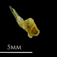 photo of Small sandeel for assessment medial view