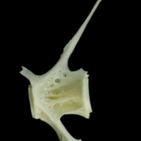 photo of European seabass precaudal vertebra lateral view