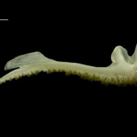 photo of Whiting premaxilla medial view