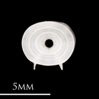 photo of Atlantic herring precaudal vertebra anterior view