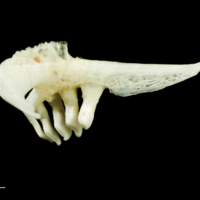 photo of Freshwater bream pharyngeal ventral view