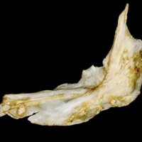 photo of Atlantic salmon cleithrum lateral view