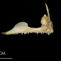 photo of White grouper premaxilla medial view