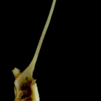 photo of Ballan wrasse precaudal vertebra lateral view