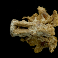 photo of Atlantic bluefin tuna  basioccipital dorsal view