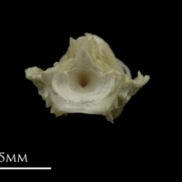 photo of Grayling basioccipital posterior view