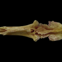 photo of Meagre parasphenoid dorsal view