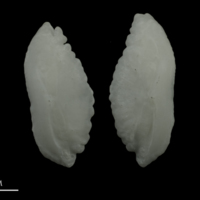 photo of Burbot otolith(s) detail view