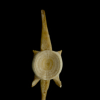 photo of Atlantic bluefin tuna  ultimate vertebra anterior view