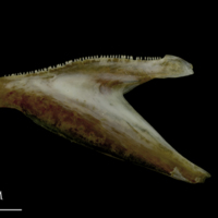photo of Spanish mackerel dentary lateral view