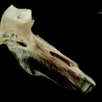 photo of Atlantic halibut hyomandibular medial view