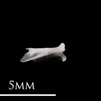 photo of European eel quadrate lateral view