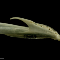 photo of Haddock dentary detail view