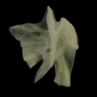 photo of Burbot hyomandibular lateral view