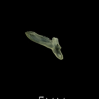 photo of Butterfish for assessment lateral view