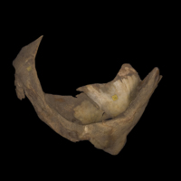 photo of Sturgeon for assessment lateral view