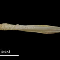 photo of European eel vomer ventral view