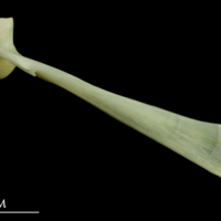photo of Bullrout maxilla lateral view