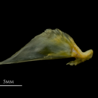 photo of European smelt articular lateral view