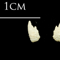 photo of Catfish otolith(s) detail view