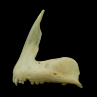 photo of Gilthead seabream premaxilla lateral view