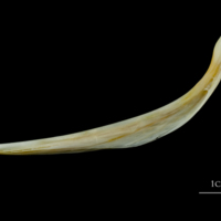 photo of European plaice anal pterygiophore lateral view