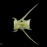 photo of Scad caudal vertebra lateral view