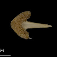 photo of Shore rockling vomer ventral view