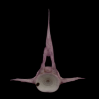 photo of Wels catfish precaudal vertebra anterior view