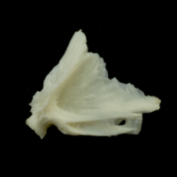 photo of Dragonet quadrate lateral view