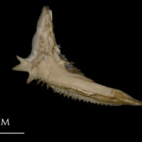 photo of White grouper preopercular medial view
