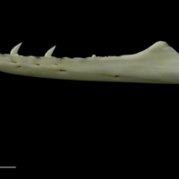 photo of Mediterranean moray dentary lateral view