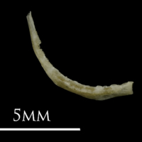 photo of Eelpout pharyngeal lateral view