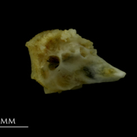 photo of Mediterranean moray for assessment medial view