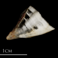 photo of Sea scorpion for assessment lateral view