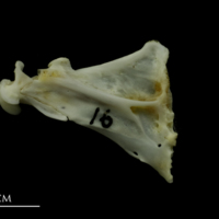 photo of Mediterranean moray quadrate lateral view