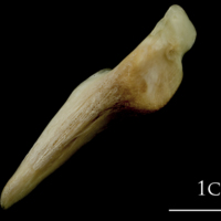 photo of Haddock supracleithrum lateral view