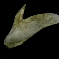 photo of Spanish mackerel subopercular lateral view