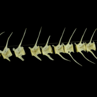 photo of European seabass caudal vertebra lateral view