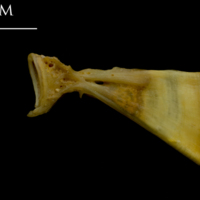 photo of Thinlip grey mullet  ultimate vertebra lateral view