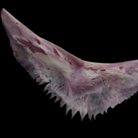 photo of Meagre preopercular medial view